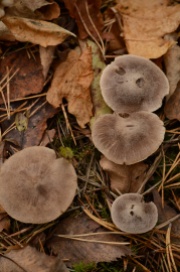 Velvet Mushroom